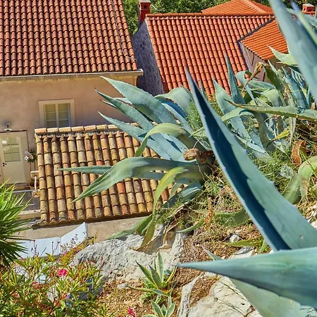 House Agave *